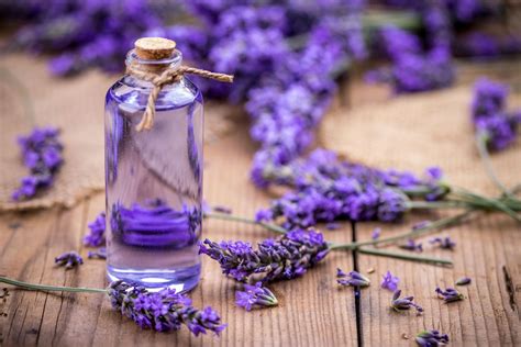 Journey into the Realm of Lavender's Magical Healing Properties
